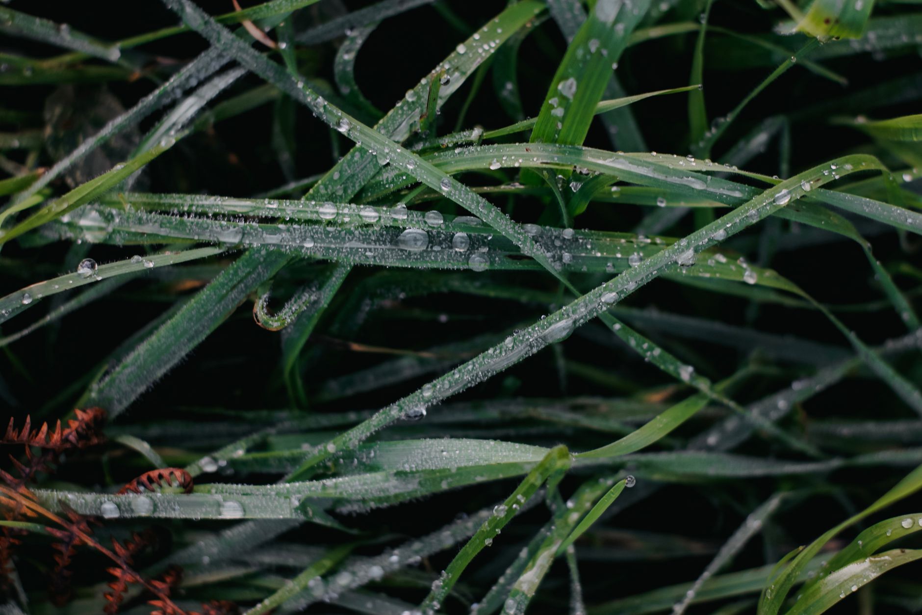 Dew drops on grass at sunrise — humidity and dew point