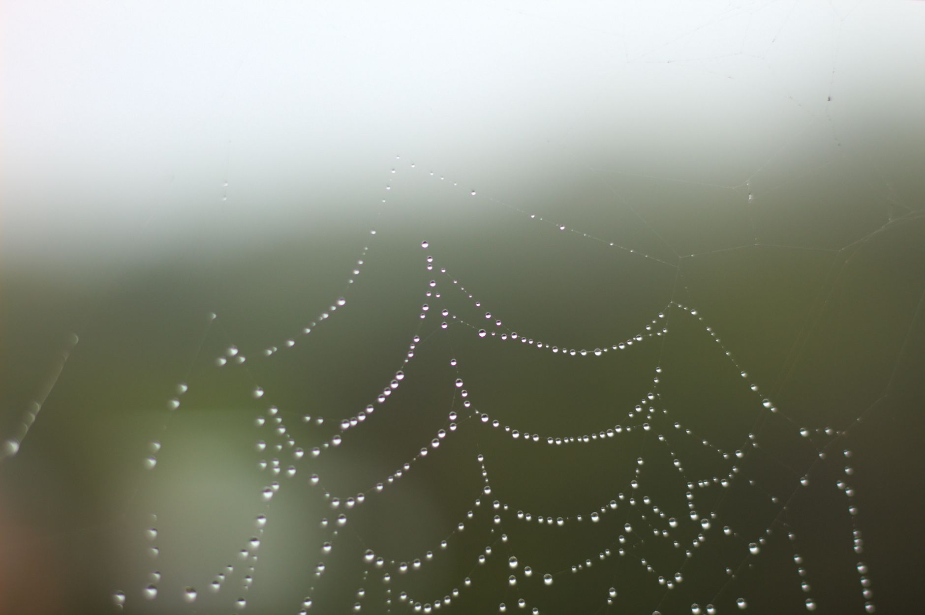 Morning dew on grass — humidity and dew point