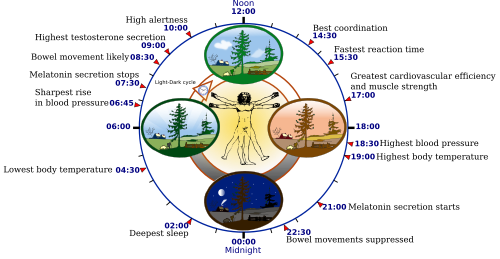 Human circadian rhythm and sleep cycles diagram